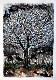 images/my-favourite-tree-big.jpg
