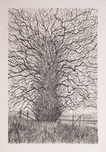 images/wild-tree-part-1-big.jpg